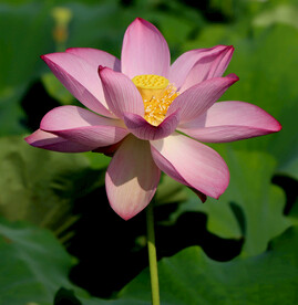 莲花