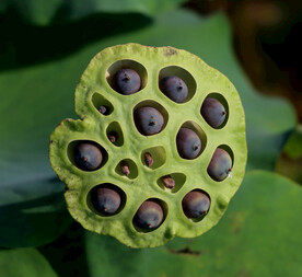 莲蓬莲子