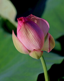 荷花花苞