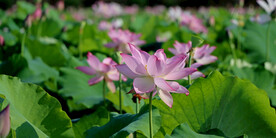 莲花