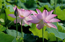 莲花