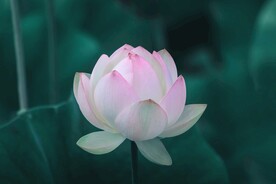 白荷花摄影