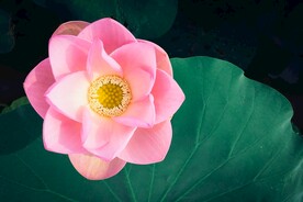 荷花俯视摄影