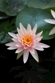 白莲花摄影