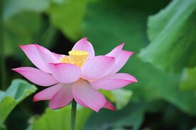 荷花摄影