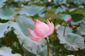 荷花花苞特写