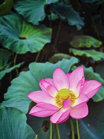 荷花特写摄影