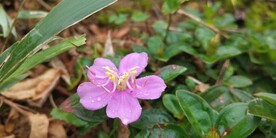 地棯花