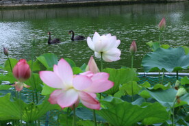 公园风景 