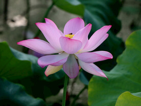 粉色荷花