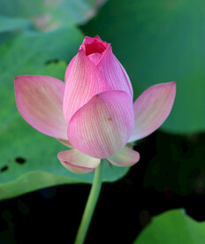 荷花花苞