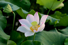 荷花