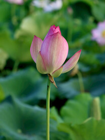 荷花花苞