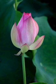 荷花花苞