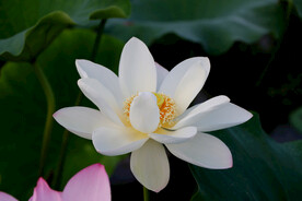 白色莲花