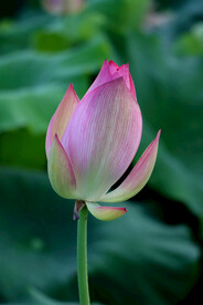 荷花花苞