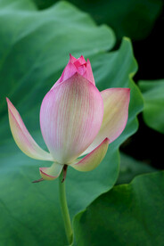 荷花花苞