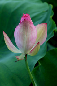 荷花花苞