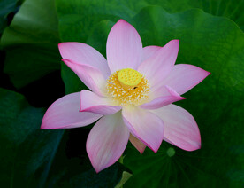 荷花特写