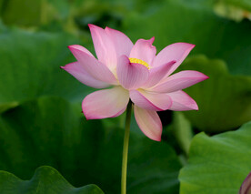 荷花特写