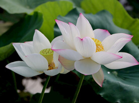 两朵白莲花