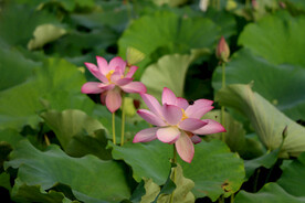 莲花