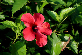 朱槿花