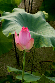 荷花花苞