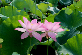 两朵荷花