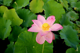 粉色莲花盛开
