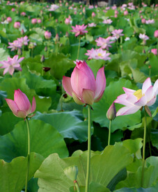 荷花花苞花蕾