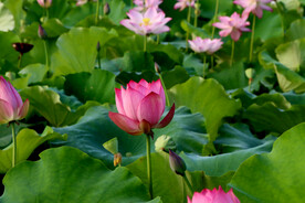 荷花花蕾