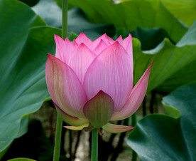 荷花花苞花蕾