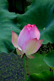 荷花花苞花蕾