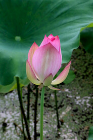 荷花花苞花蕾