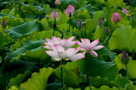 荷花