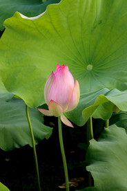 荷花花苞花蕾