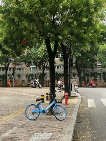 单车 槐树