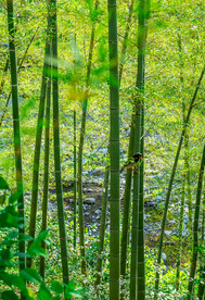 户外森林竹子自然