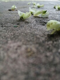槐花