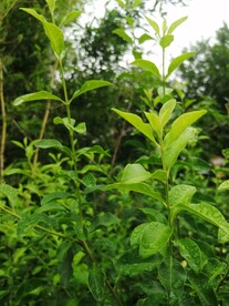 许树 苦榔树