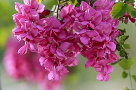 香花槐