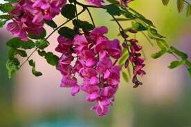 香花槐