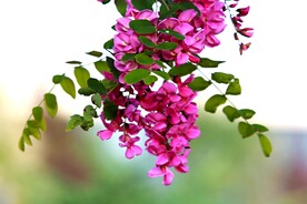 香花槐