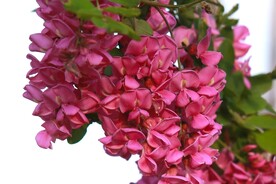 香花槐