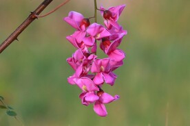 香花槐