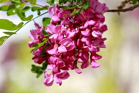 香花槐