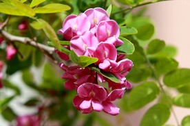 香花槐