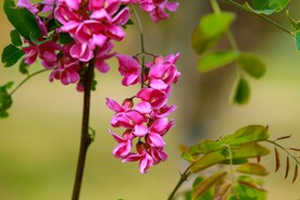香花槐