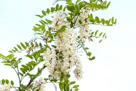 香花槐